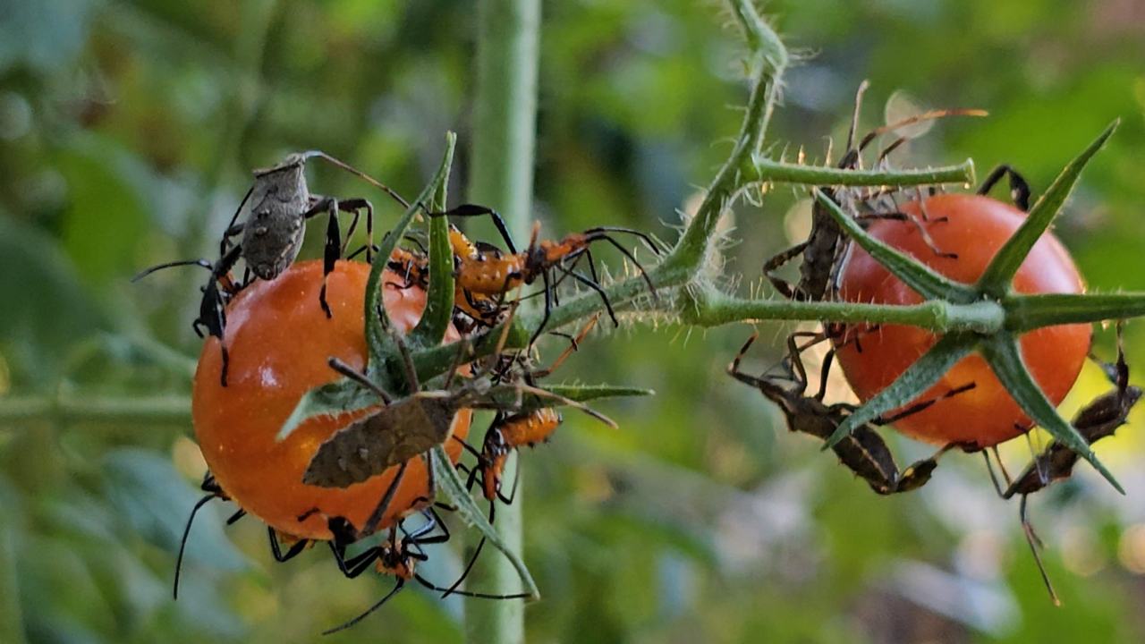 Cherry tomatoes covered in leaf-footed bugs.