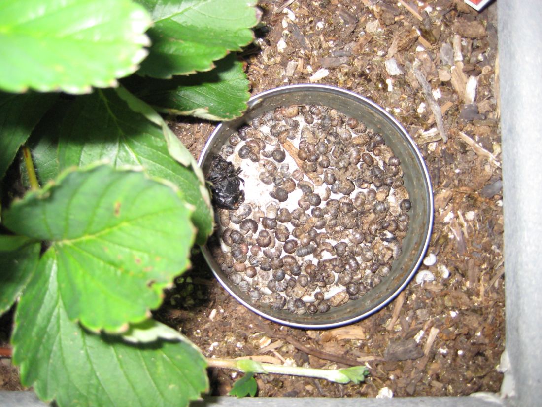 The same tuna can a few days later, the beer gone and the bottom covered in drowned pillbugs.