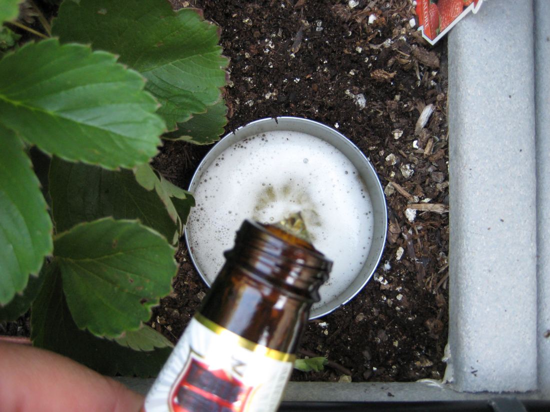 Beer being poured from a bottle into the sunken tuna can, foaming at the top.
