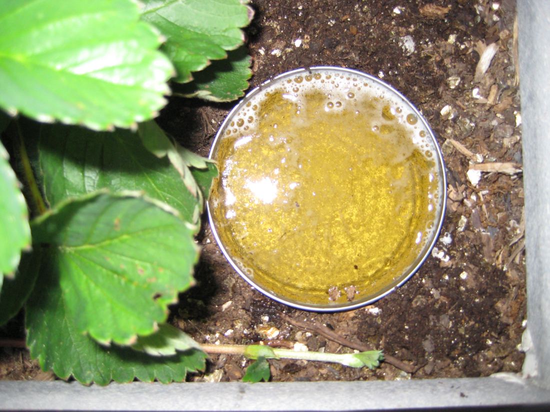 The tuna can filled with beer, set flush with the soil in the corner of the raised bed.