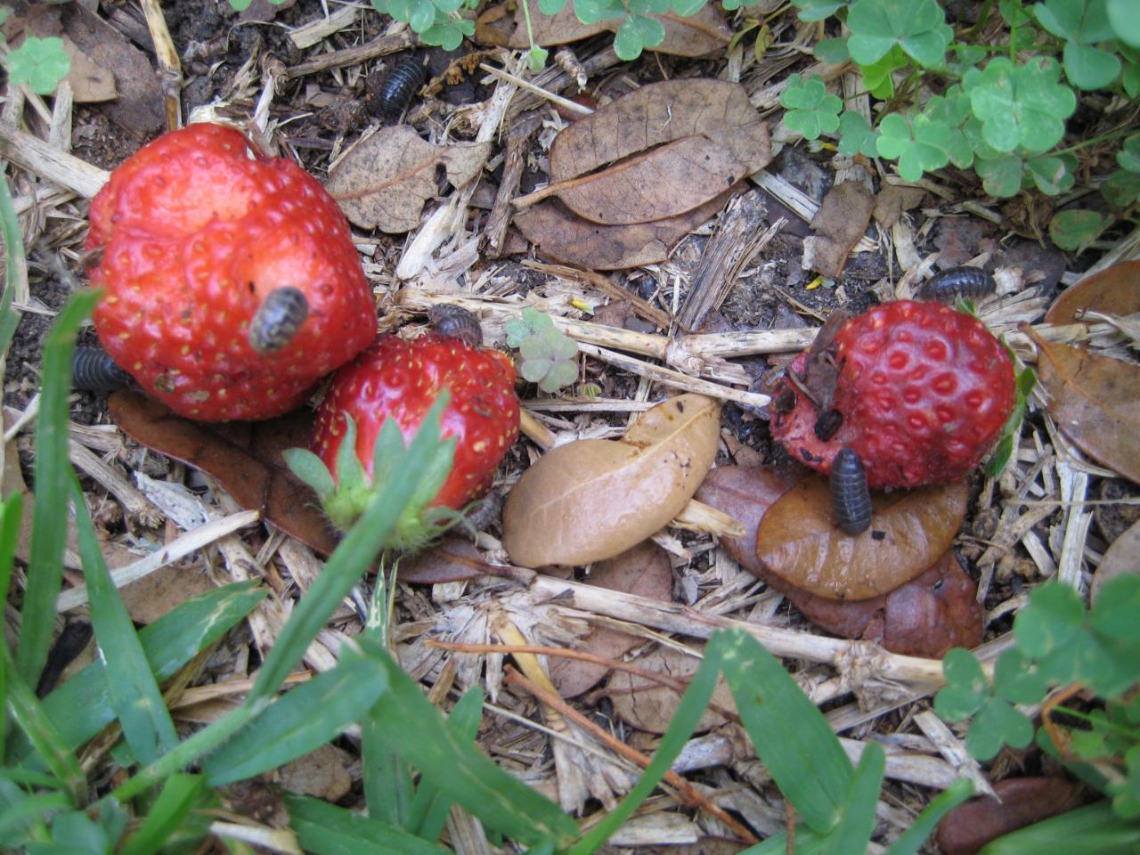 Ripe strawberries on the ground with pillbugs feeding on them.