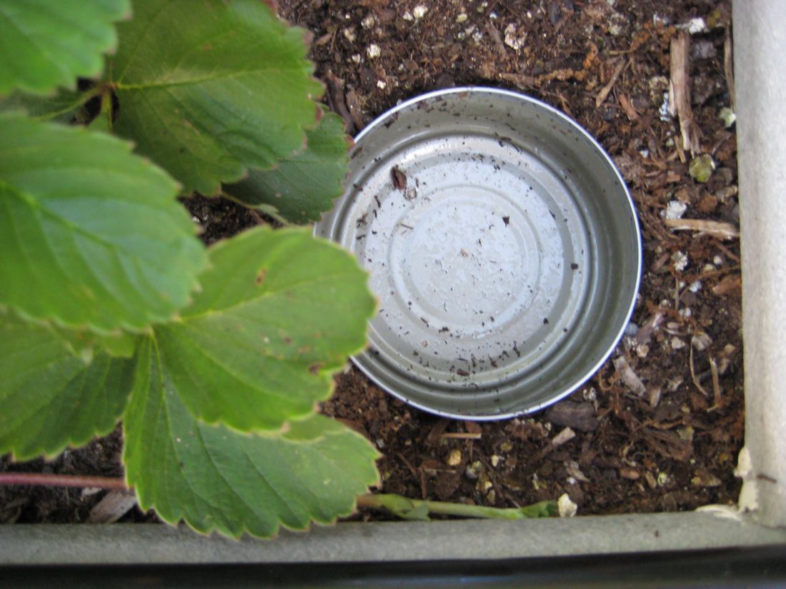 An empty tuna can sunk into the soil of a raised bed beside a strawberry plant, its rim level with the soil.